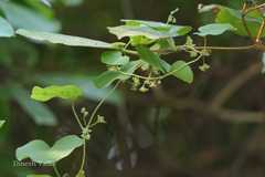 Cissampelos pareira var. hirsuta